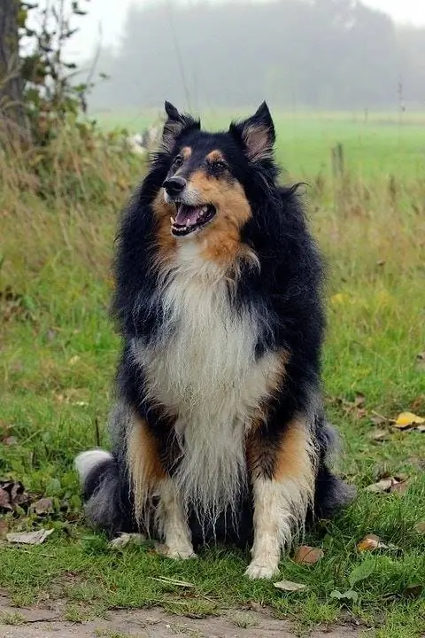 collie scoțian