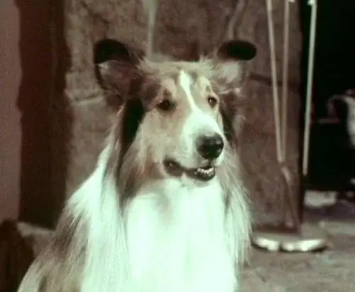 Vilken sorts hund är Lassie? Den sanna historien