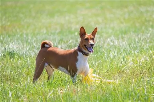 qen i shëndetshëm basenji që qëndron në fushë