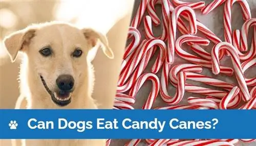 I cani possono mangiare i bastoncini di zucchero? Motivi approvati dal veterinario & Fatti