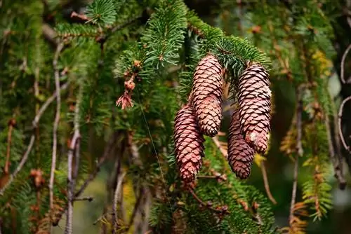 Pine Needle