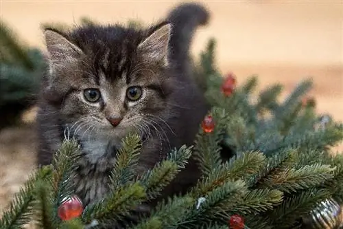 Cat Fir Christmas Pine Tsob Ntoo