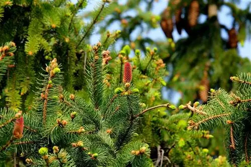 Pine Needle