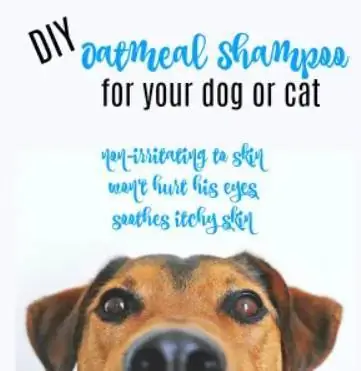 Shampooing à l'avoine fait maison pour votre chien ou votre chat