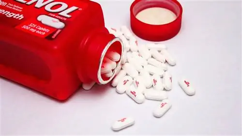 Este Tylenol (Acetaminofen) rău pentru câini? Fapte revizuite de veterinar & Întrebări frecvente