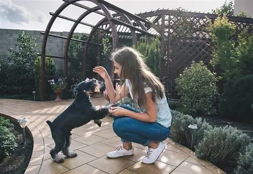 mujer joven enseñando algunos trucos a schnauzer miniatura