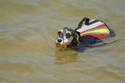 perro schnauzer miniatura nadando