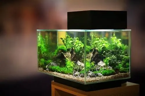 4 Pinakamahusay na Rimless Aquarium Tank noong 2023: Mga Review & Mga Nangungunang Pinili