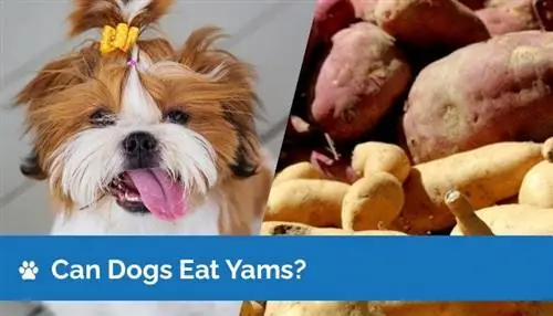 Kunnen honden yams eten? Wat je moet weten