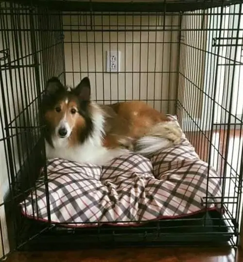 DIY DOG CRATE TABLE