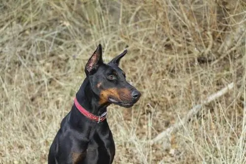 Dobermann-Pinscher im Feld