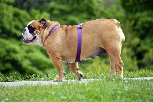 Englische Bulldogge