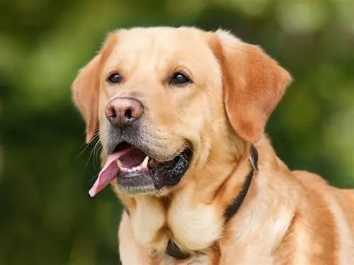 Labrador köpeği