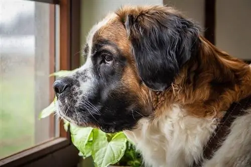 Saint Bernard