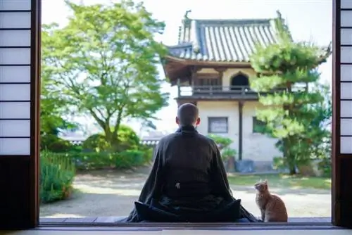 Gato en Japón con budista