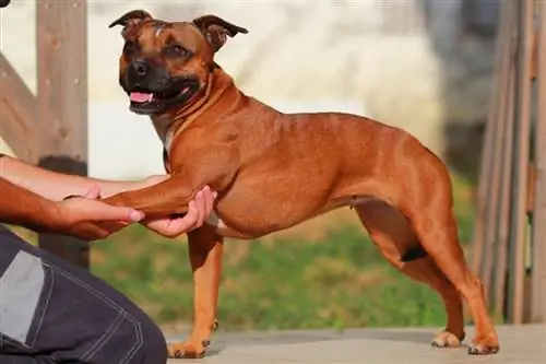 staffordshire bull terrier qui s'étend