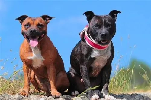 Quando os Pitbulls param de crescer? Tamanho Médio da Raça & Fatores Determinantes