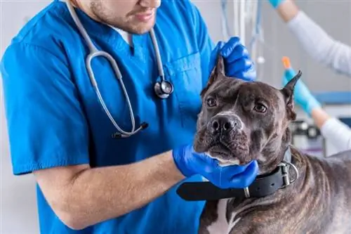 perro pitbull chequeado por veterinario