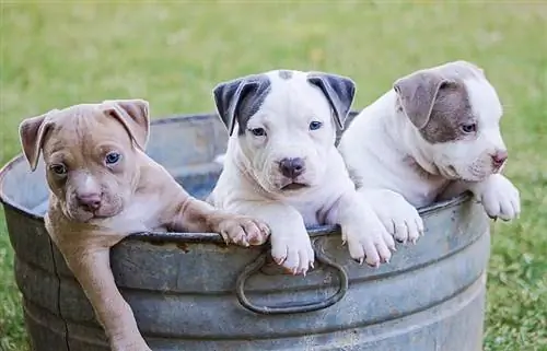 tres cachorros pitbull