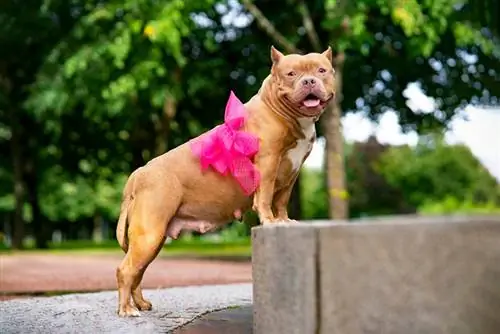 Quant de temps estan embarassades els pitbulls? Fets de gestació aprovats pel veterinari