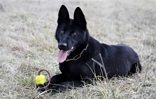 Wie man eine Flirtstange für Hunde herstellt