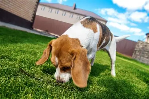 hond die aan de grond snuffelt