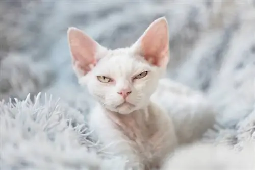 Devon Rex kittens ntawm ib daim pam dawb