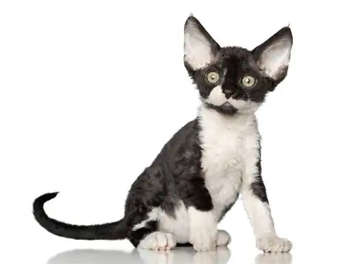 anak kucing devon rex dua warna dengan latar belakang putih