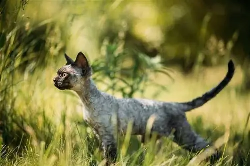 devon rex mačka stoji na travi