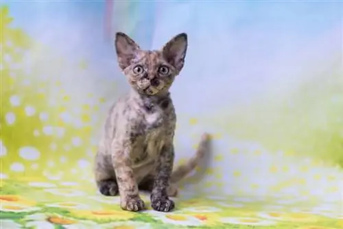 een schildpad devon rex kitten op florale achtergrond