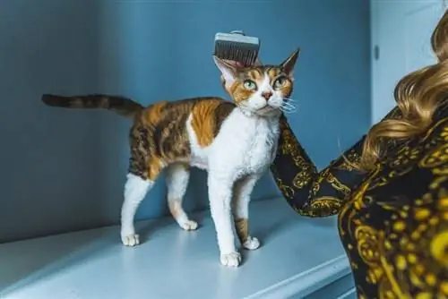 vrouw die een calico devon rex kat borstelt