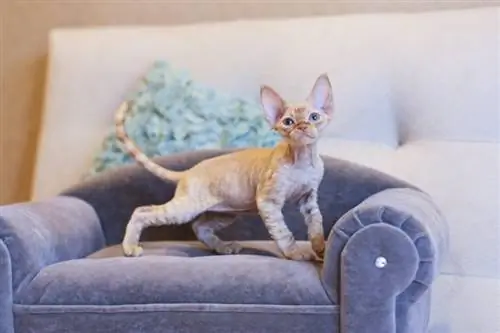 Devon rex mačka na gauči