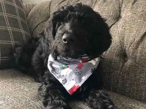 collar de perro de navidad de bricolaje