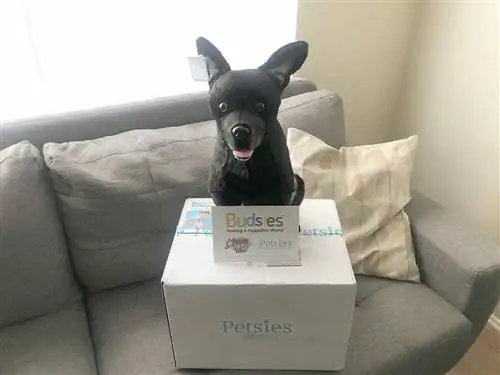 petsies-perro-personalizado-peluche-encima-de-una-caja