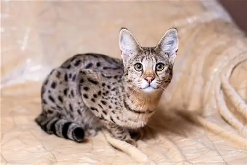 F2 Savannah Cat