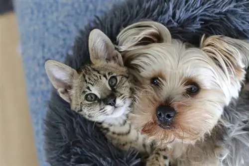 Cachorro e gato Savannah juntos na cama