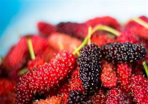 mulberry-pixabay