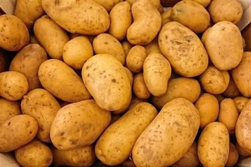 batatas