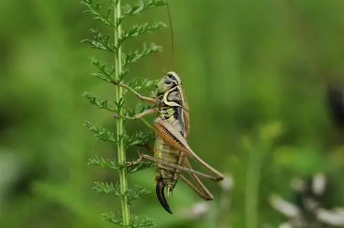 ক্রিকেট