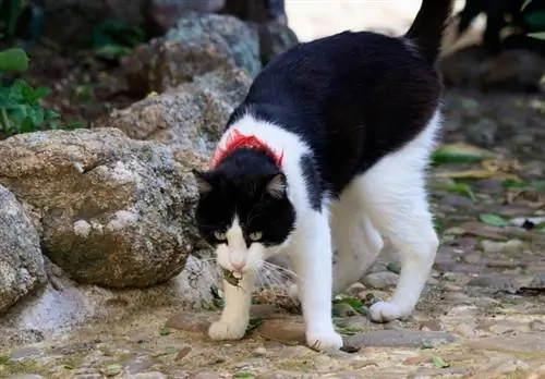 chat qui mange du grillon