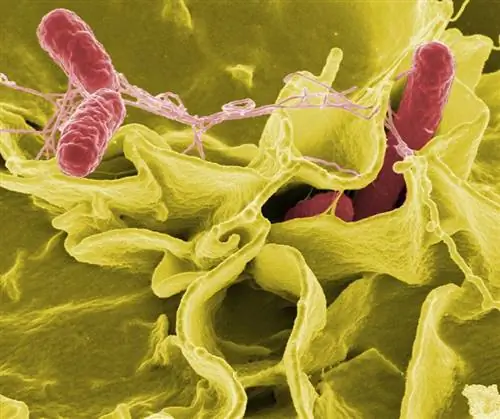 Cov kab mob Salmonella