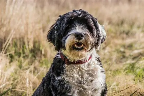 portrett av en hvit og svart portugisisk vannhund iført halsbånd