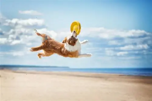 Roter Border Collie fängt einen Frisbee