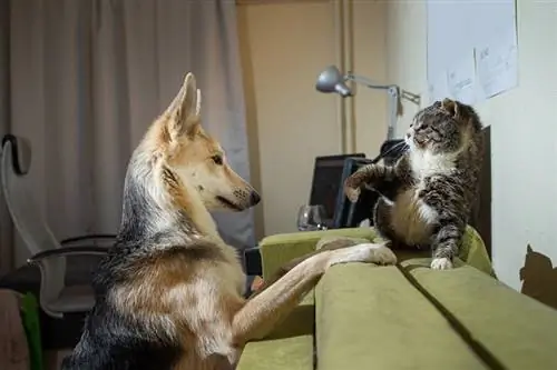 um cão pastor alemão provocando e brincando com gato cinza em casa