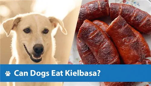 Câinii pot mânca Kielbasa? Fapte revizuite de veterinar & Întrebări frecvente