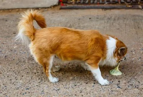 chihuahua qui vomit