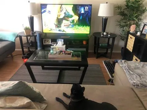 fekete kutya nézi a dogtv-t