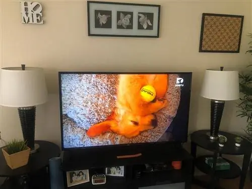 מנוי dogtv