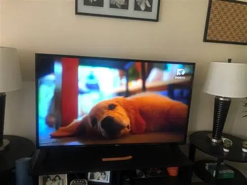 serbisyo ng streaming ng dogtv