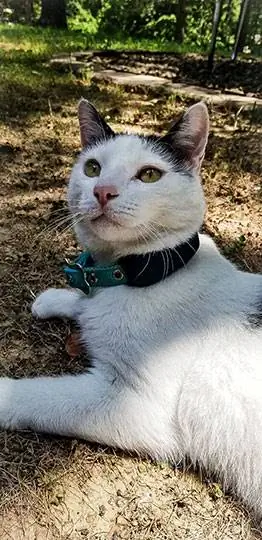 Liegende Katze, die das Traktions-GPS-Tracker-Halsband trägt